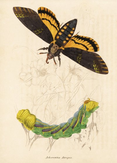 Dødens hoved-høgesværmer, Acherontia atropos. Håndkoloreret stålstik fra Georg Friedrich Treitschkes naturhistoriske galleri, Naturhistorischer Bildersaal des Thierreiches, Liepzig-1842. af Unbekannter Künstler
