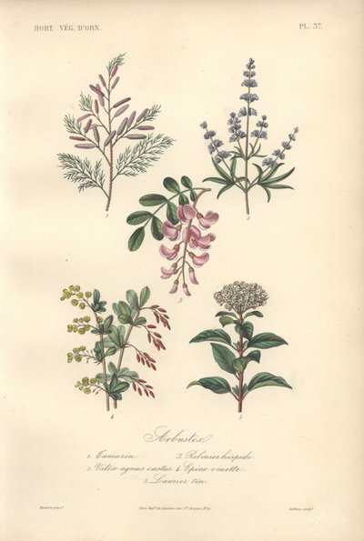 Dekorativt botanisk print med tamarind, johannesbrødtræ, kyskhedstræ, berberis og viburnum af Unbekannter Künstler