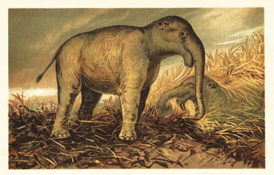 Deinotherium giganteum, stor forhistorisk slægtning af moderne 1908 (litografi) af Unbekannter Künstler