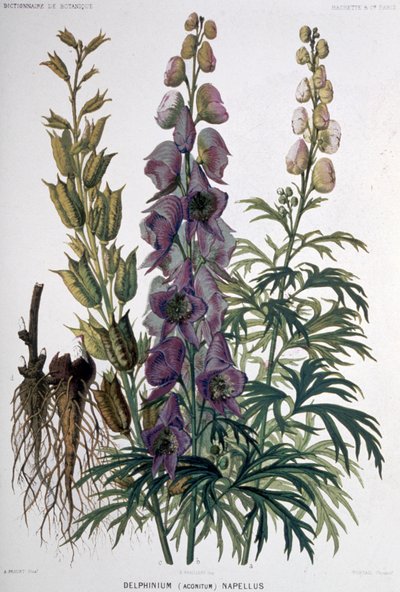 Delphinium Napellus, ca. 1850-1900 (litografi) af Unbekannter Künstler