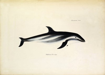 Delphinus Fitz-Royi Sort delfin eller Fitzroy efter navnet på kaptajn Robert Fitzroy fra Beagle. Planche fra "The zoology of the voyage of H.M.S. Beagle. described by John Gould, with notice of their habits by Charles Darwin". af Unbekannter Künstler