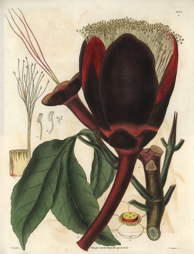Beskrivelse af den store mørke chokoladeblomst på en Pecan-træplante, som producerer spiselige nødder, pecannødder. Planten er hjemmehørende i Sydamerika. Illustration af Wiliam Jackson Hooker (1785-1865), britisk botaniker og forfatter, professor ved Univ af Unbekannter Künstler