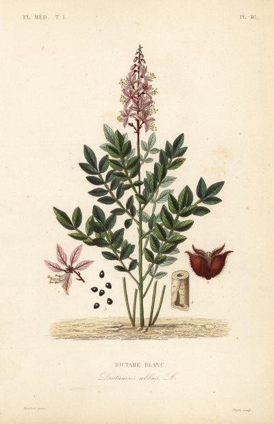 Dittany, Dictamnus albus, Dictame blanc af Unbekannt
