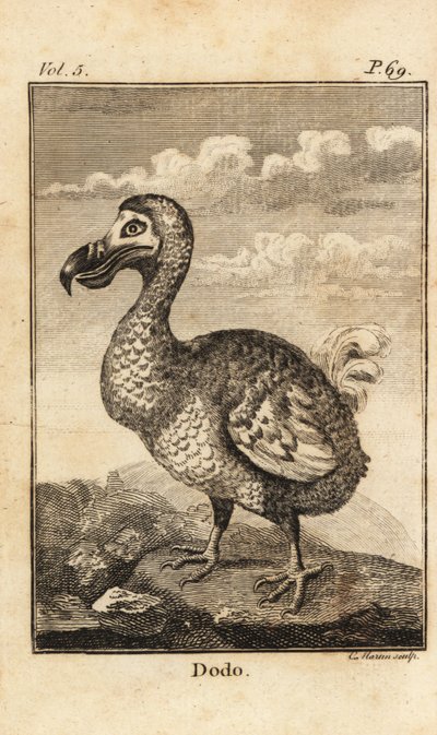 Dodo, Raphus cucullatus, uddød fugl af Unbekannt