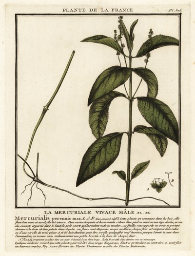 Hundens kviksølv, flerårig Mercurialis. af Unbekannter Künstler