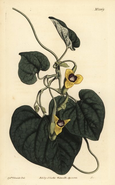 Dunbladet fødselurt, Aristolochia tomentosa af Unbekannt