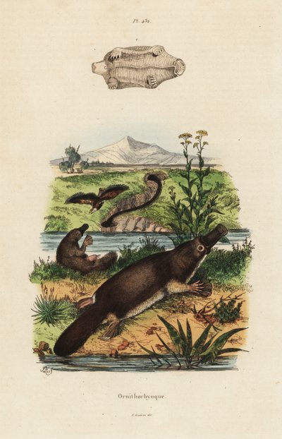 Andenæbbet næbdyr, Ornithorhynchus anatinus af Unbekannt