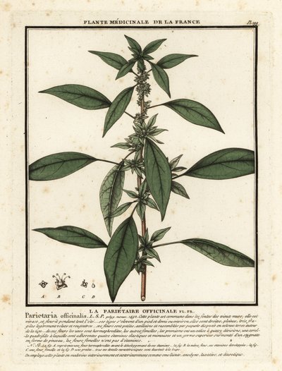 Østlig pellitory-of-the-wall, Parietaria officinalis. af Unbekannter Künstler