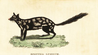 Østlig quoll, Dasyurus vaskebjørn. ,1800 (gravering) af Unbekannter Künstler