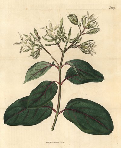 Echite - Kamettia caryophyllata (nellike-duftende echites, Echites caryophyllata). Håndkoloreret botanisk stik fra John Sims