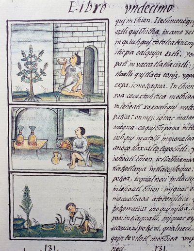 Spiselige planter, side fra Bog XI af den florentinske Codex, tosproget version på spansk og Nahuatl, General History of the Things of New Spain, af den spanske missionær Fray Bernardino de Sahagun (1499-1590). Aztekisk civilisation af William M. Timlin