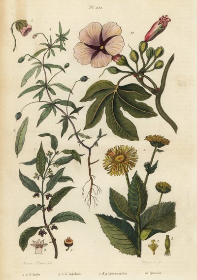 Elecampane, Inula helenium 1-3, grøn viol, Hybanthus arter Ionidium polygalifolium 4-6, ipecacuanha, Carapichea ipecacuanha 7-9, og morgenfrue, Ipomoea insignis 10 af Unbekannt