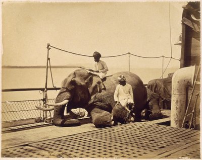 Elefant på dækket af et skib, Penang, Malaya af Unbekannt