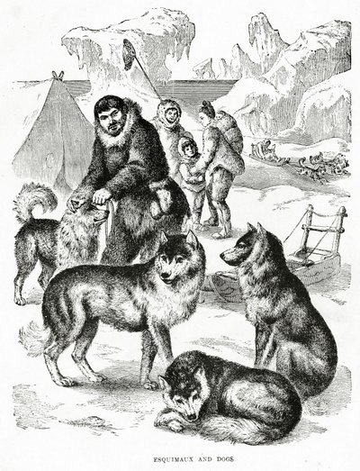 Eskimoer og hunde. 1902 (medlemmer) af Unbekannt