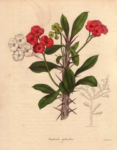 Euphorbia milii. Kaldes også Kristi epine, piggenes krone eller Kristi plante. Arten er hjemmehørende på Madagaskar. Dens navn kommer fra dens tornede stængler og dens purpurrøde blomst. af Unbekannter Künstler