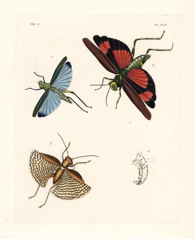 Eupropacris coeruleus græshoppe 1, Chromacris miles 2 og Gryllacris tessellata 3. Håndkoloreret litografi fra John O. Westwoods nye udgave af Dru Drury