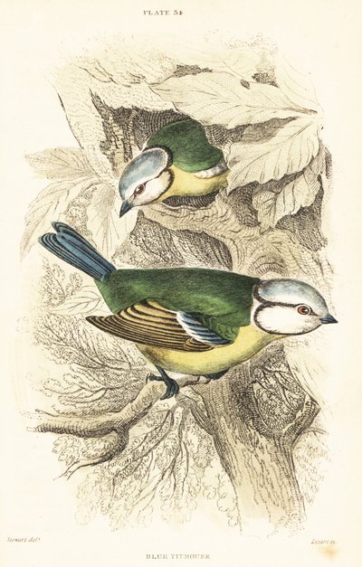 Eurasisk blåmejse, Cyanistes caeruleus.1889 (gravering) af Unbekannter Künstler
