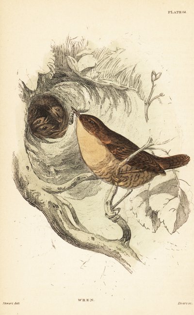 Græssmutte, Troglodytes troglodytes.1889 (gravering) af Unbekannter Künstler