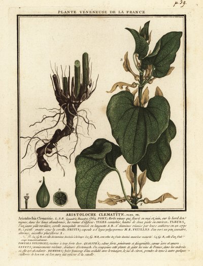 Europæisk fødselsurt, Aristolochia clematitis. af Unbekannter Künstler