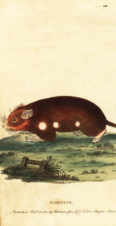 Europæisk hamster, Cricetus cricetus. Kritisk truet. ,1800 (gravering) af Unbekannter Künstler