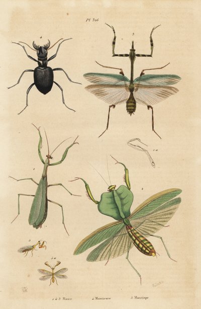 Europæisk mantis, Mantis religiosa 1, bladmantis, Choeradodis rhomboidea 2, tigerbille, Manticora latipennis 3, mantidfly, Mantispa styriaca 4 af Unbekannt