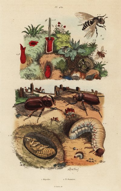 Europæisk næsehornsbille, Oryctes nasicornis, puppe og larver, europæisk frugtplantagebi, Osmia cornuta og rede af Unbekannt