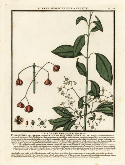 Europæisk spindel, Euonymus europaeus. af Unbekannter Künstler