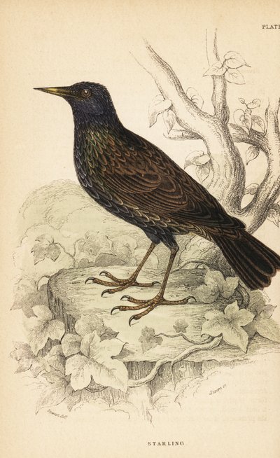 Europæisk stær, Sturnus vulgaris.1889 (gravering) af Unbekannter Künstler