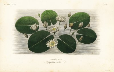 Europæisk hvid åkande, Nymphaea alba, Nymphea blanc af Unbekannt