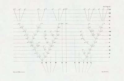 Evolutionisme: Skema over evolution afledt af "Arternes oprindelse gennem naturlig udvælgelse eller kampen for eksistens i naturen" af Charles Darwin (1809-1882). af Unbekannter Künstler
