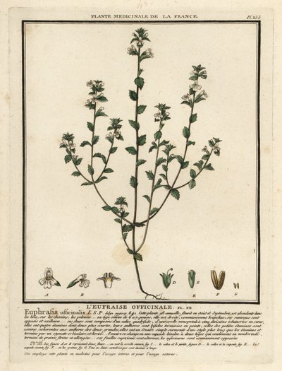 Øjentrøst, Euphrasia rostkoviana. af Unbekannter Künstler