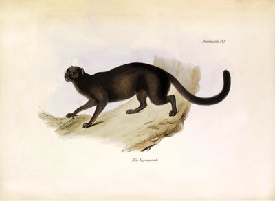 Felis Yagouarondi Jaguarondi eller eyra eller odderkat, amerikansk kattedyr beskrevet af Charles Darwin under hans ekspedition om bord på Beagle. Planche fra "The zoology of the voyage of H.M.S. Beagle. described by John Gould, with notice of their habits  af Unbekannter Künstler