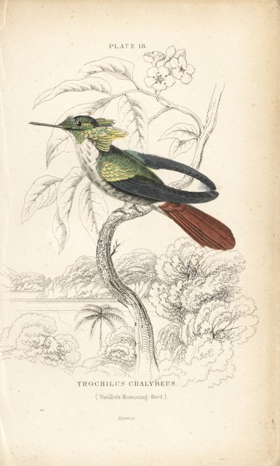 Festlig kokette, Lophornis chalybeus (Vieillots kolibri, Trochilus chalybeus). Håndkoloreret stålstik af William Lizars fra Sir William Jardine