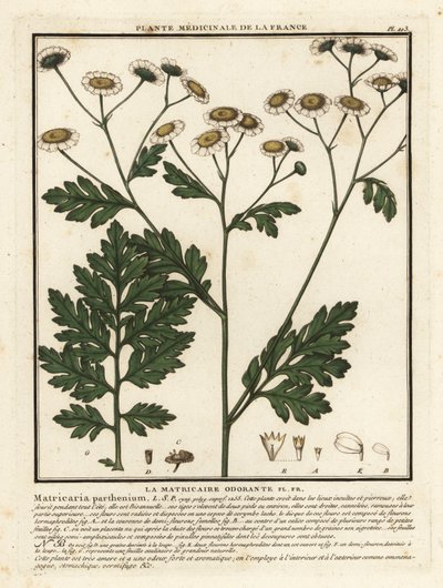 Feberfew, Tanacetum parthenium. af Unbekannter Künstler