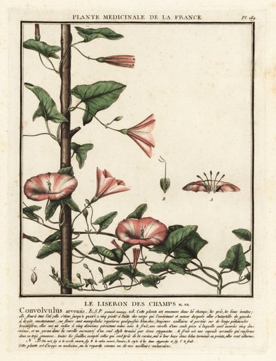 Markbinde, Convolvulus arvensis. af Unbekannter Künstler
