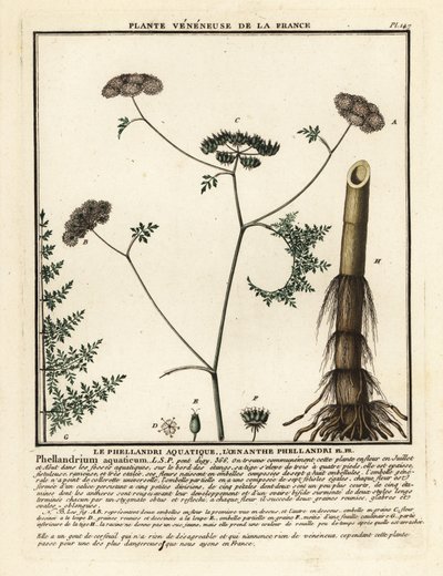 Finblade vanddråbeurt, Oenanthe aquatica. af Unbekannter Künstler