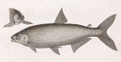 Fisk: Le Characin af Unbekannt