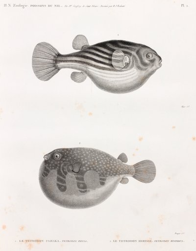 Fisk: Tetrodon af Unbekannt