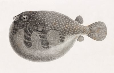 Fisk: Tetrodon, tæt på af Unbekannt