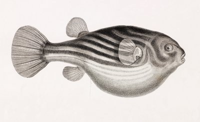 Fisk: Tetrodon, tæt på af Unbekannt