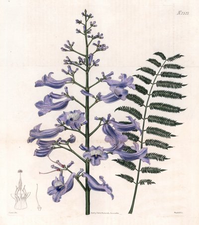 Flamboyant blue eller oyster tree - Trinidad fern tree, Jacaranda mimosifolia (Oval leaved jacaranda, Jacaranda ovalifolia). Håndkoloreret kobberstik af Weddell efter en illustration af John Curtis fra Samuel Curtis