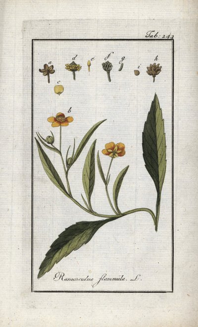 Flammende ranunkel eller lille grøft eller lille flamme (Ranunculus flammula). Litografi fra "Afbeelding der Artseny-Gewassen" af Johannes Zorn (1739-1799), Holland af Unbekannter Künstler