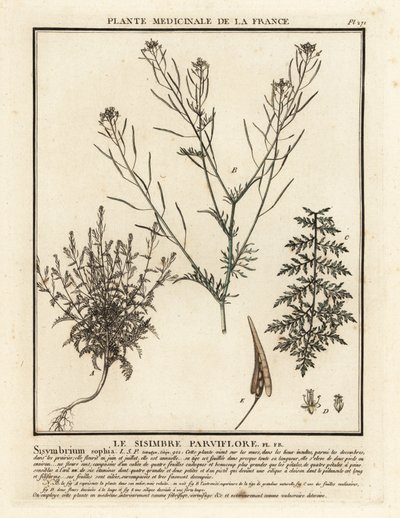 Flixweed, Descurainia sophia. af Unbekannter Künstler