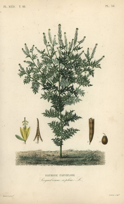 Flixweed, urte-Sophia eller refansennep, Descurainia sophia, Sisymbrium sophia, Sisybre parviflore af Unbekannt
