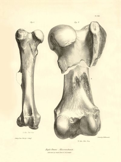 Fossile knogler (femur) fra det forsvundne forhistoriske dyr Macrauchenia beskrevet af Charles Darwin under hans ekspedition ombord på Beagle. Planche fra "The Zoology of the voyage of H.M.S. Beagle under the command of Captain Fitzroy during the years 183 af Unbekannter Künstler