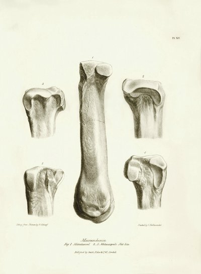 Fossile knogler (metatarse og metacarp) fra det forsvundne forhistoriske dyr Macrauchenia beskrevet af Charles Darwin under hans ekspedition ombord på Beagle. Planche fra "The Zoology of the voyage of H.M.S. Beagle under kommando af kaptajn Fitzroy during af Unbekannter Künstler