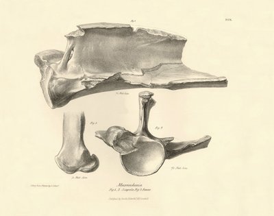 Fossile knogler (scapula) fra det forsvundne forhistoriske dyr Macrauchenia beskrevet af Charles Darwin under hans ekspedition ombord på Beagle. Planche fra "The Zoology of the voyage of H.M.S. Beagle under the command of Captain Fitzroy during the years 1 af Unbekannter Künstler