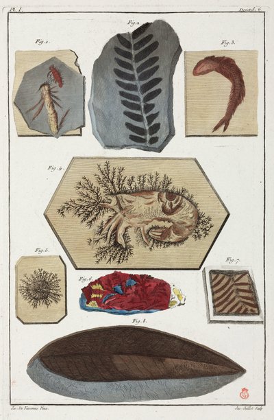 Fossiler, forhistoriske af Unbekannt