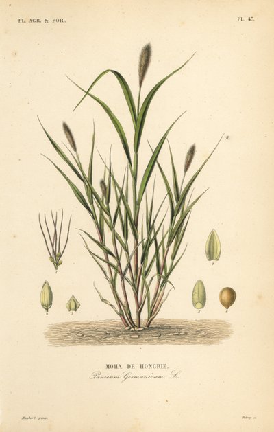 Rævehale hirse eller italiensk hirse, Setaria italica, Panicum germanicum, Moha de Hongrie af Unbekannt