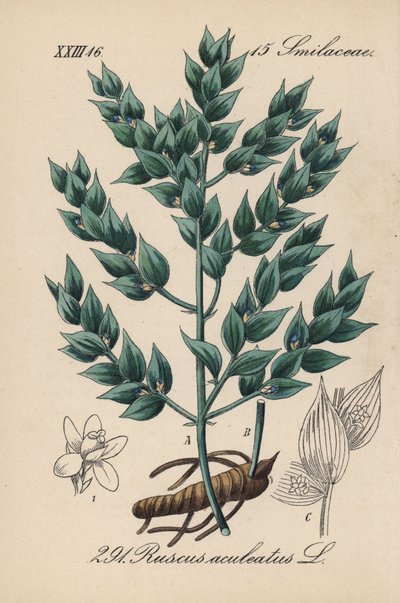Fragon falsk kristtorn eller lille kristtorn - slagterkost, Ruscus aculeatus. Håndkoloreret litografi fra Diederich von Schlechtendals tyske flora (Flora von Deutschland), Jena af Unbekannter Künstler